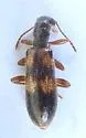 Cymatodera laevicollis - photo 4