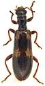 Cymatodera laevicollis - photo 5