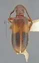 Cymatodera latefascia