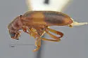 Cymatodera latefascia - photo 2