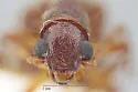 Cymatodera latefascia - photo 3
