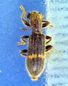 Cymatodera neomexicana
