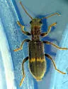 Cymatodera neomexicana - photo 2
