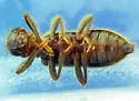 Cymatodera neomexicana - photo 3