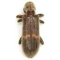 Cymatodera neomexicana - photo 4