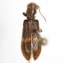 Cymatodera neomexicana - photo 5