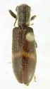 Cymatodera obliquefasciata