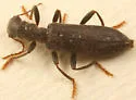 Cymatodera oblita - Cymatodera oblita