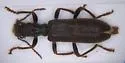 Cymatodera oblita - photo 2
