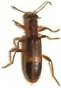 Cymatodera punctata - photo 2