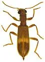 Cymatodera punctata - photo 3