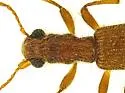 Cymatodera punctata - photo 4