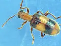Cymatodera puncticollis - Cymatodera puncticollis