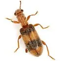 Cymatodera puncticollis - photo 2