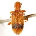 Cymatodera puncticollis - photo 3