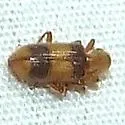 Cymatodera puncticollis - photo 4