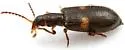 Cymatodera schwarzi - photo 2