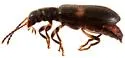Cymatodera schwarzi - photo 3