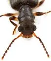 Cymatodera schwarzi - photo 4