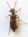Cymatodera schwarzi - photo 5