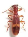 Cymatodera scitula - Cymatodera scitula