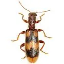 Cymatodera sirpata