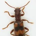 Cymatodera sirpata - photo 2