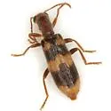 Cymatodera sirpata - photo 3