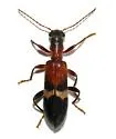 Cymatodera tricolor