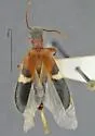 Cymatodera tricolor - photo 2