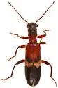 Cymatodera tricolor - photo 3