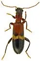 Cymatodera tricolor - photo 4