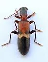 Cymatodera tricolor - photo 5