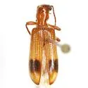 Cymatodera tuta - Cymatodera tuta