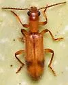 Cymatodera tuta - photo 2