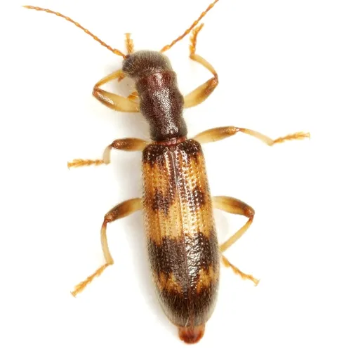Undulate Checkered Beetle - Cymatodera undulata