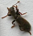 Cymatodera vandykei - photo 2