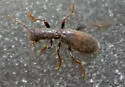 Cymatodera vandykei - photo 3