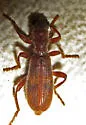 Cymatodera vandykei - photo 4