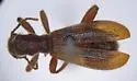Cymatodera vandykei - photo 5