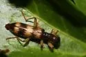 Cymatodera wolcotti - Cymatodera wolcotti