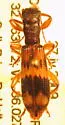 Cymatodera wolcotti - photo 2