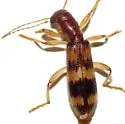Cymatodera wolcotti - photo 3