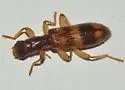 Cymatodera wolcotti - photo 4