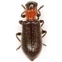 Cymatoderella collaris - Cymatoderella collaris