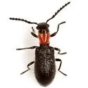 Cymatoderella collaris - photo 2