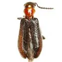 Cymatoderella collaris - photo 3