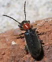 Cymatoderella collaris - photo 4