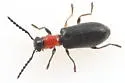 Cymatoderella collaris - photo 5