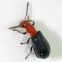 Cymatoderella patagoniae